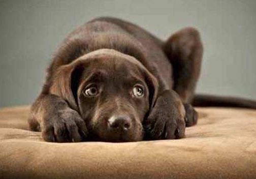 狗狗太怕铲屎官该怎么办,狗狗坚决不想走路跟铲屎官杠到底