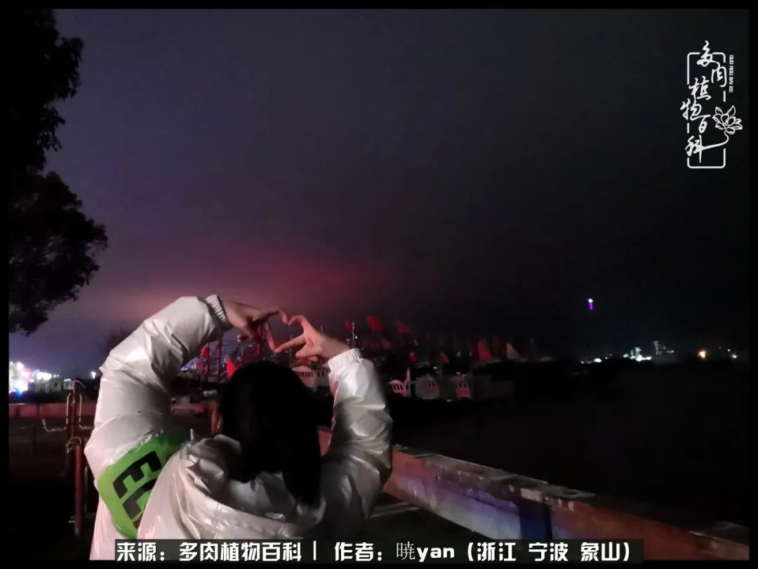 多肉初级入坑者,入坑多肉