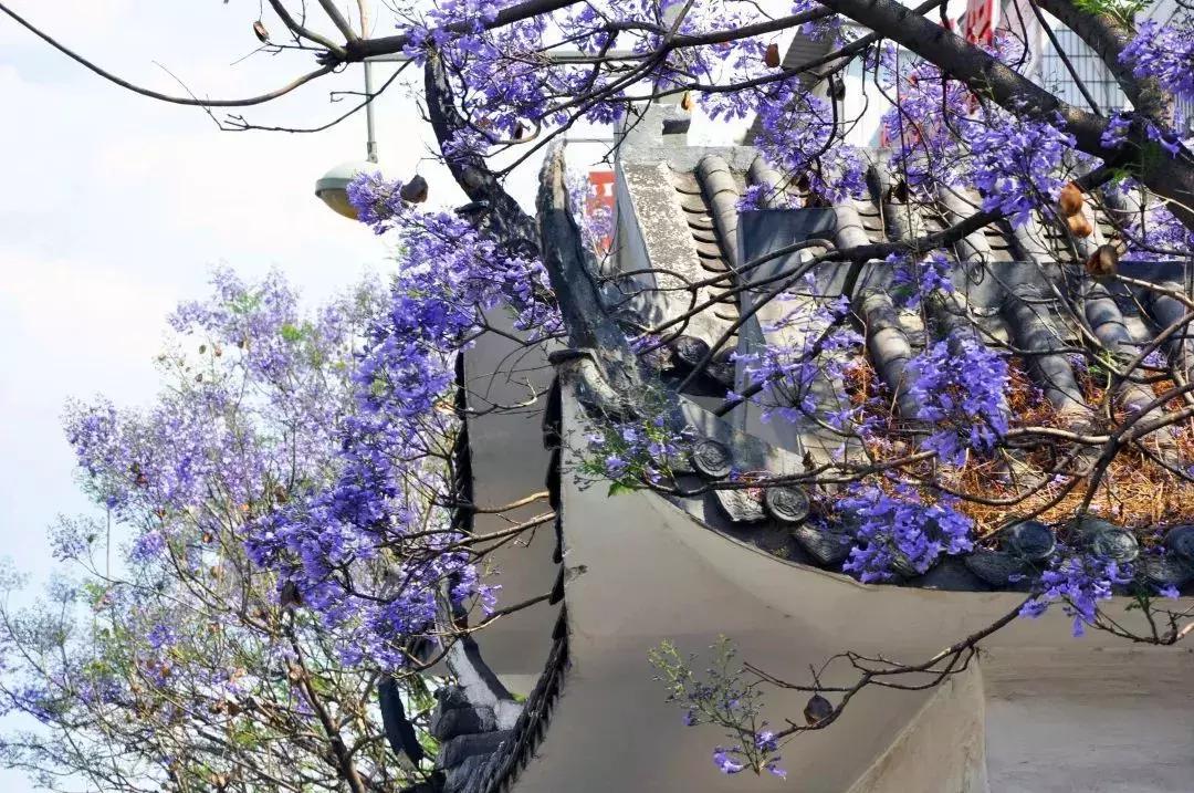 凉山最漂亮的花海,西昌赏花攻略