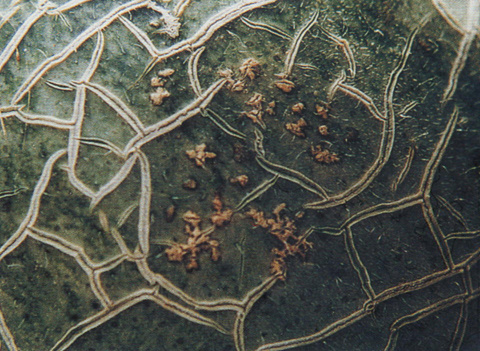 甜瓜细菌性叶枯病防治方法,甜瓜果斑病如何防治