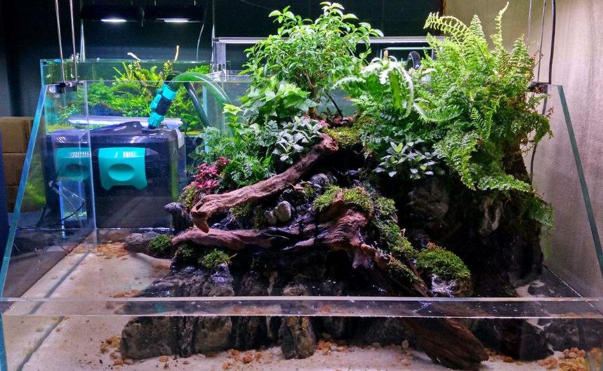 黄头龟在鱼缸里养需要晒背吗,黄头龟在水族箱怎么养