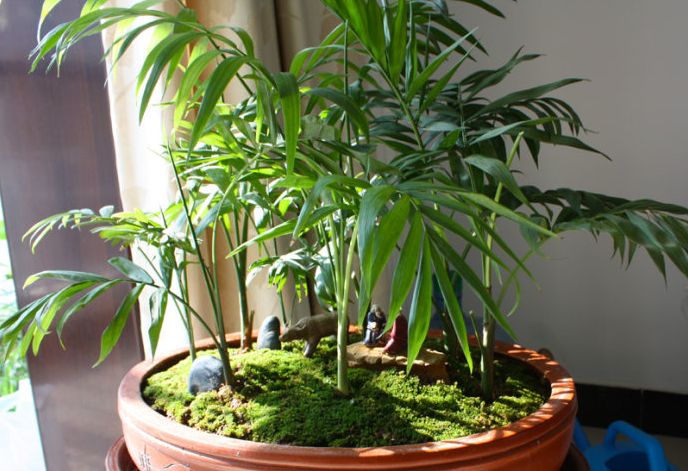 家庭养什么花消除甲醛好,房屋养什么花能除甲醛