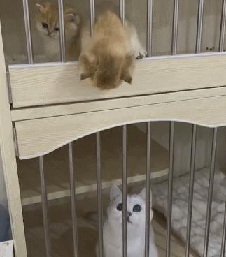 本想探索新世界，结果迎面就是一耳光！奶喵：做猫难，做奶猫更难