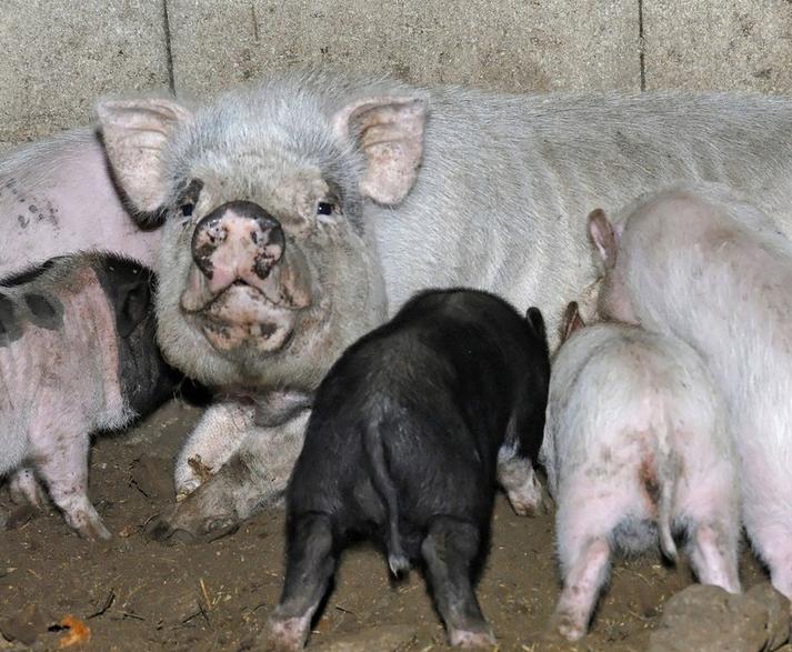 母猪不发情有什么方法能解决？这些好用的方法可以收藏一下