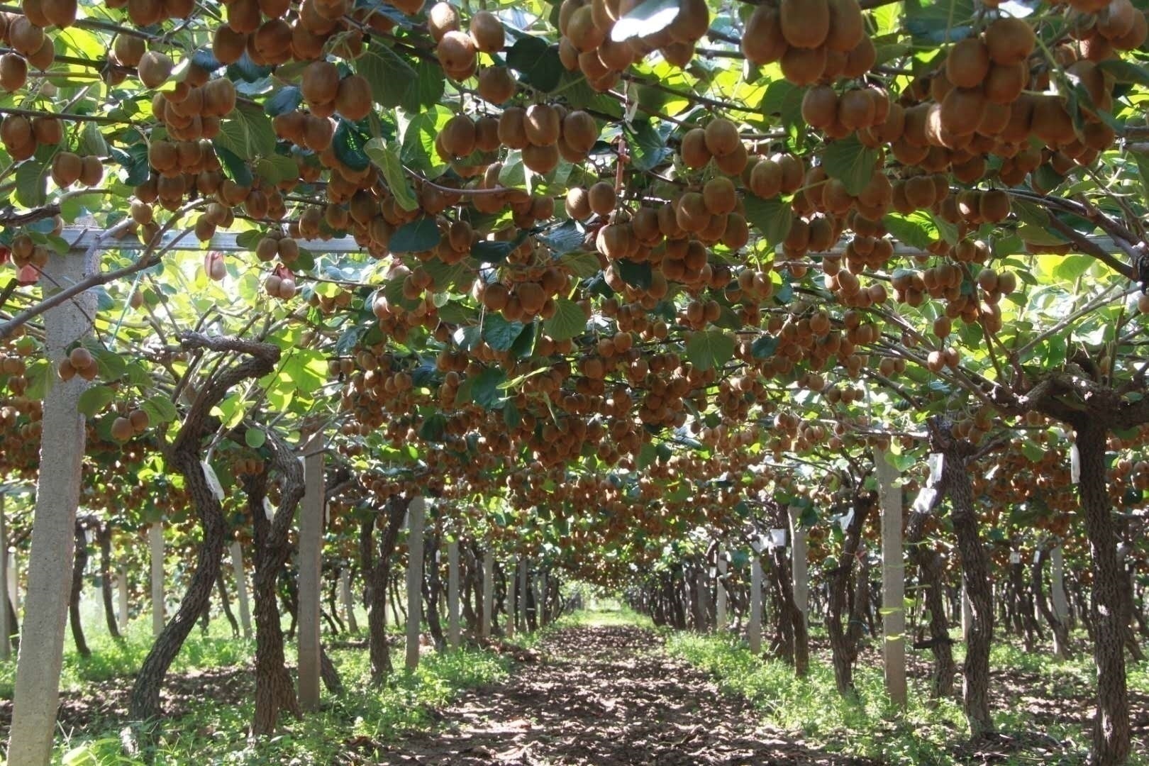 眉县猕猴桃电商企业,眉县国家级猕猴桃产业园物流