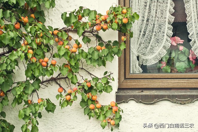 桃吃饱杏伤人什么意思,桃饱杏伤李子树下埋死人的意思