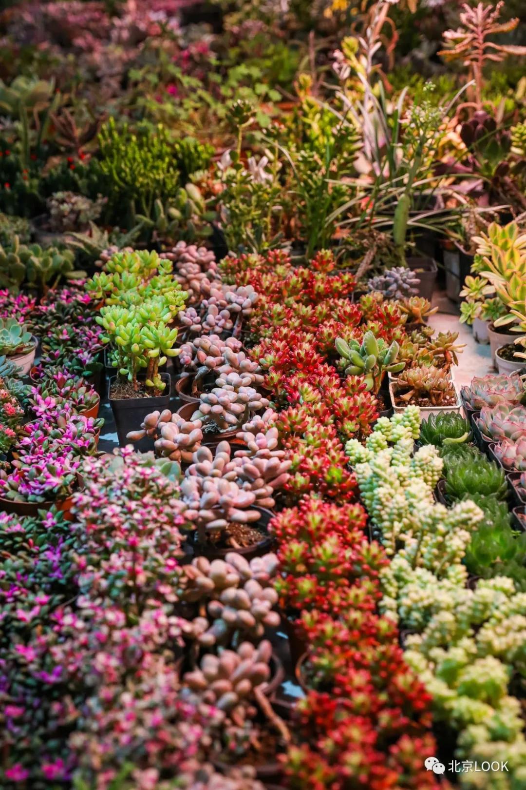 最便宜的北京花市,北京超好逛的花市