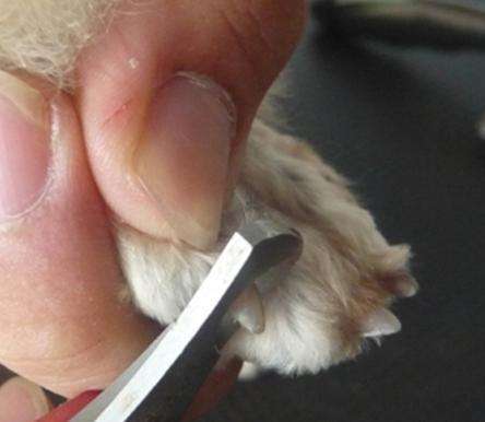 狗狗剪指甲断血线教程,如何给狗狗剪指甲不会剪出血