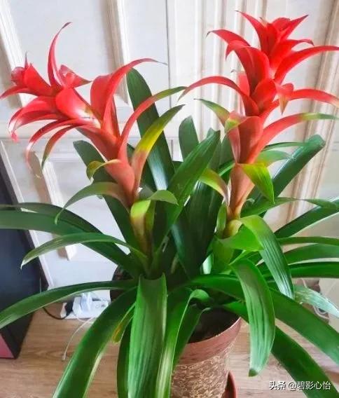 鸿运当头出小芽是不是花要开败了,鸿运当头花败了怎么浇水