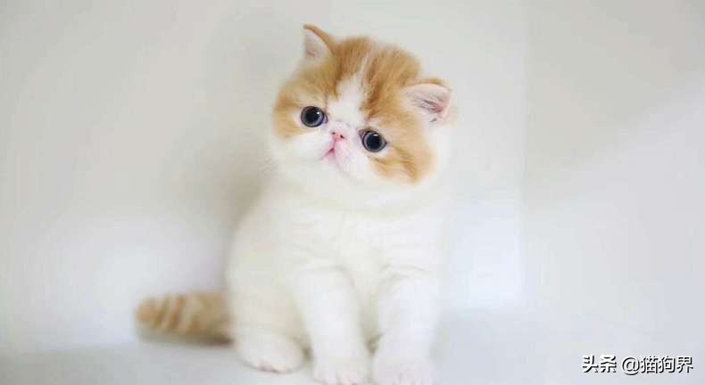 对付猫咪的十种方法,应对猫猫掉毛