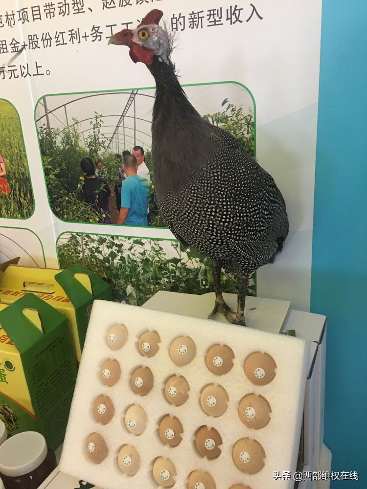 陕西：大茘扶贫农产品亮相北京