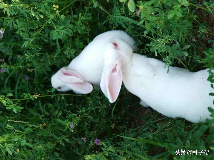 金皇后苜蓿品种介绍,金皇后苜蓿草特性