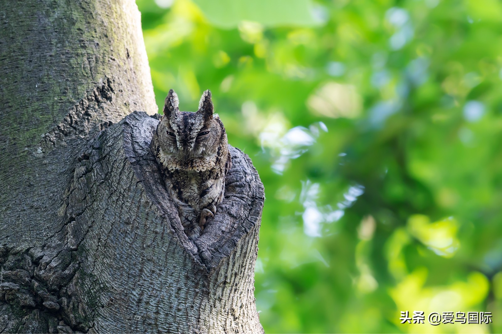 躁动的繁殖季节2021观鸟大年五月精华作品集