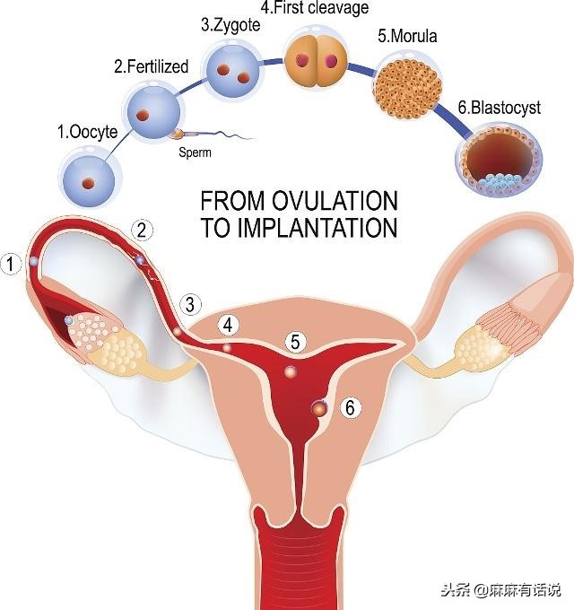 助孕措施,泡脚助孕有用吗