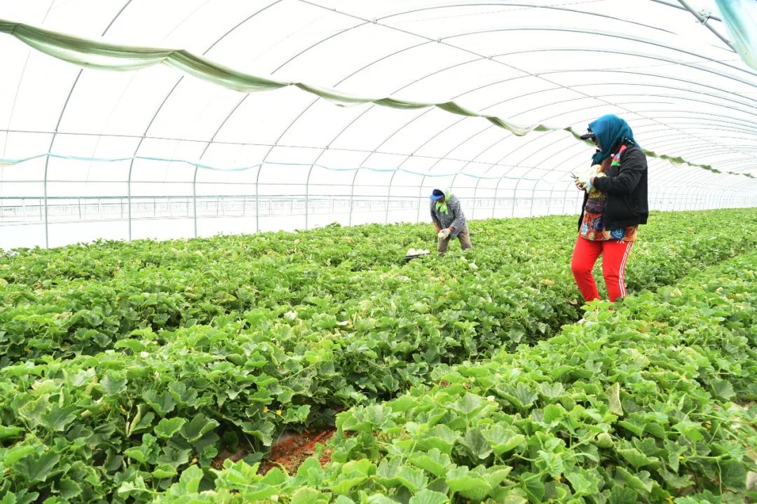 黑柳白梨脆,黑柳子白梨脆甜瓜直播