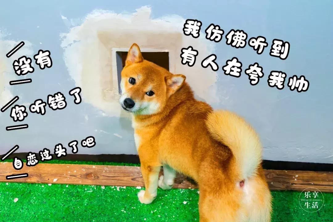 19.9包邮毛绒羊驼,羊驼9.9元秒杀直播