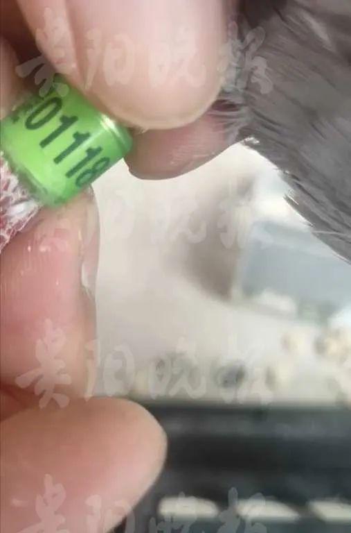 男子无意间捡到一只鸽子,男子捡到了一只鸽子