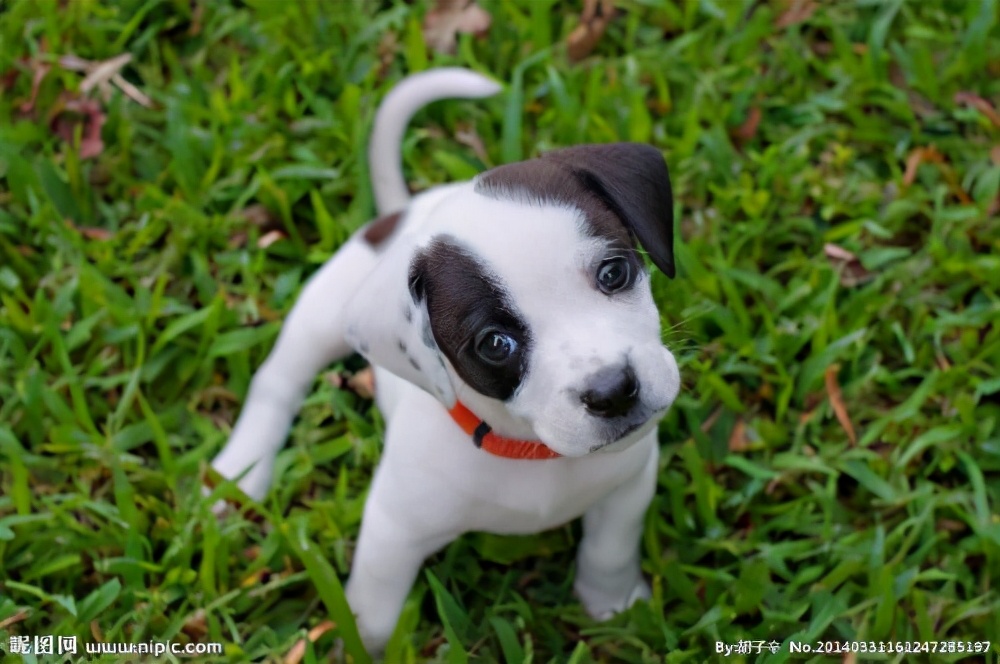 狗狗不吃狗粮怎么办小视频,狗狗吃肉后不吃狗粮了