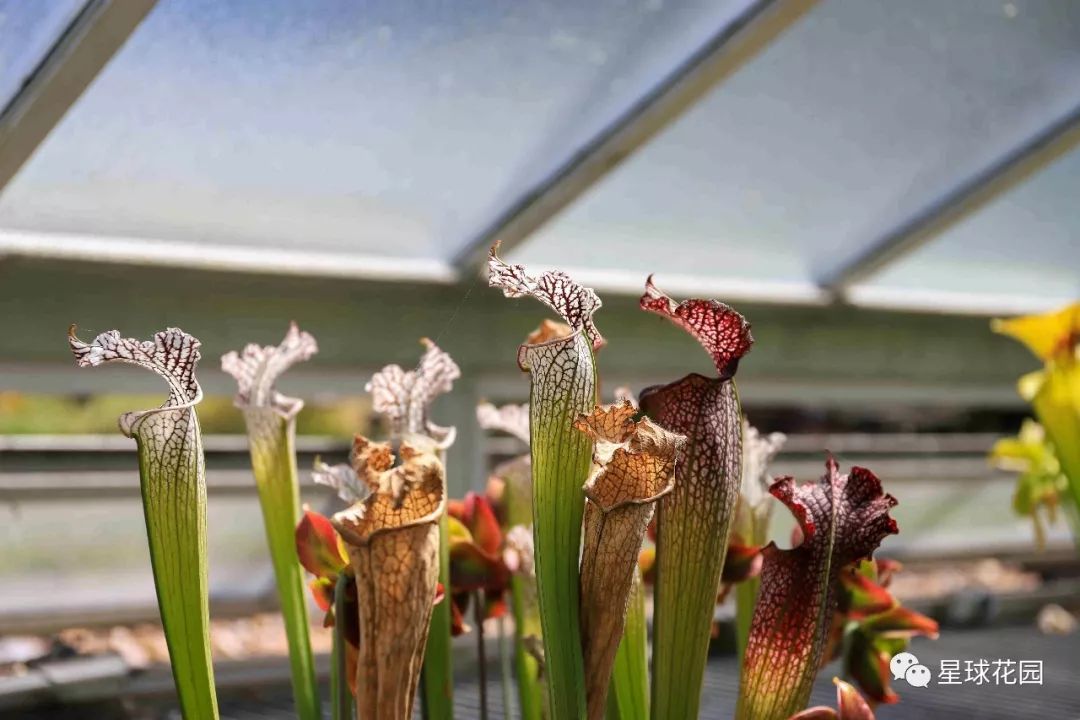 二木带你游花园|邱园（kewgarden）离我们到底有多远？