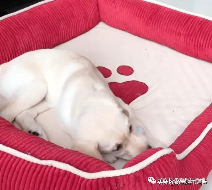 小拉布拉多犯错妈妈护崽,大拉布拉多教训小拉布拉多