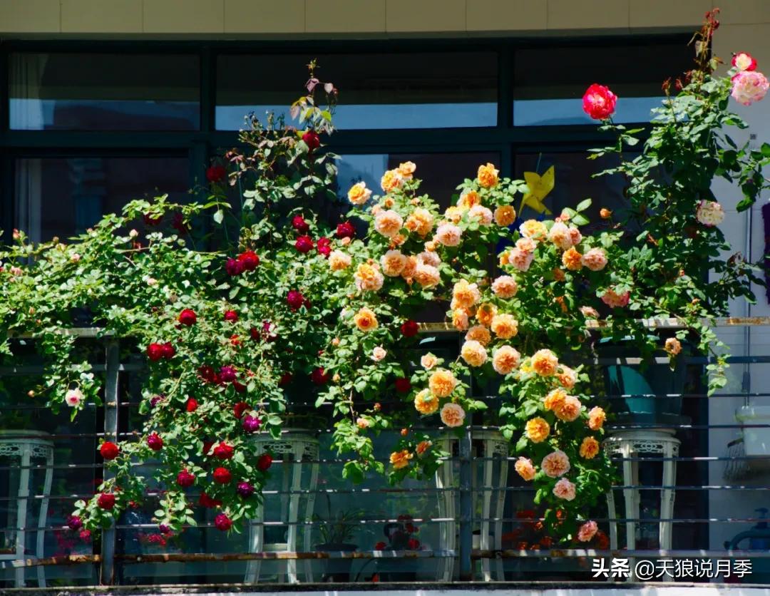 花友家的春花都开爆爆爆了，快来云赏花！（上）