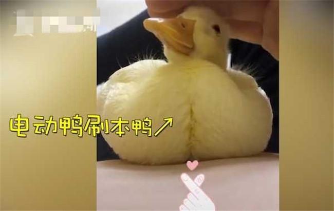 格格：“电动鸭刷”魔性走红，主人：为它不吃鸭肉，它拿我当妈