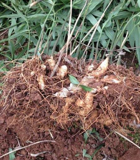 农村山野里的鸡头参你认识它吗,冬季怎样去山里挖鸡头参