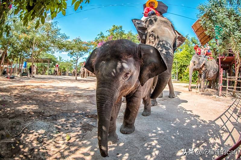2019春节清迈自由行10大必去景点（泰北旅游景点/清莱景点推荐）