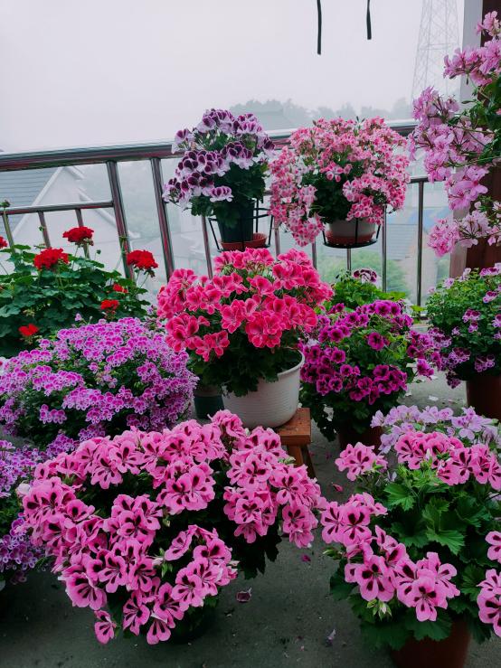 驱蚊虫重瓣大花天竺葵盆栽,天竺葵驱蚊虫吗