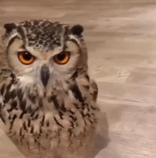 猫头鹰特殊行为有哪些特征,猫头鹰有其他特点吗