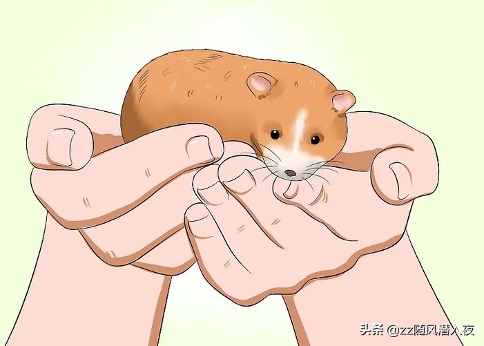 仓鼠饲养八大禁忌,如何饲养一只仓鼠新手版