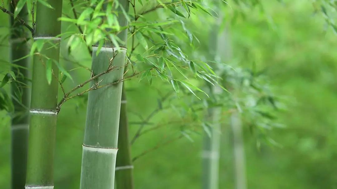 井研这五年丨门坎镇：“竹韵门坎”蝶变跃升