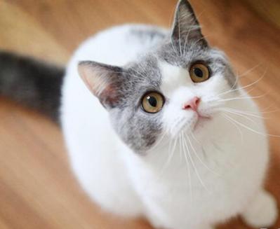 养猫新手app,新手养猫小红书