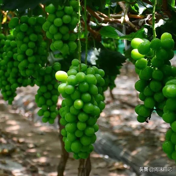 青印香提怎么挑选,青印香提为什么这么甜