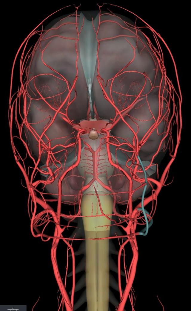 颈部血管椎动脉分段解剖图,椎动脉横断面图