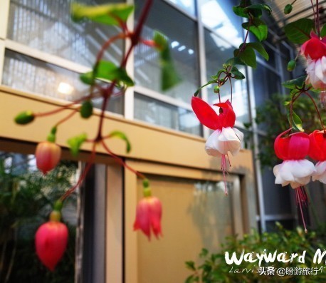 关西白滨自由行攻略,日本自由行攻略大阪温泉