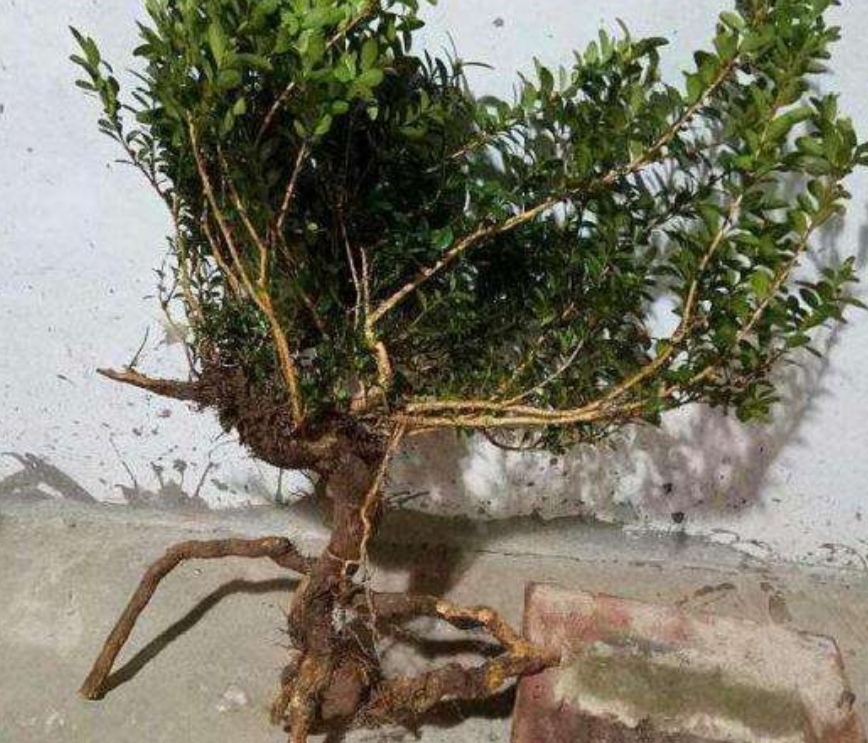 黄杨盆景6个细节造型,黄杨盆景自己怎么造型