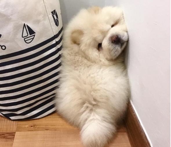 松狮缺点,养松狮的十大痛苦