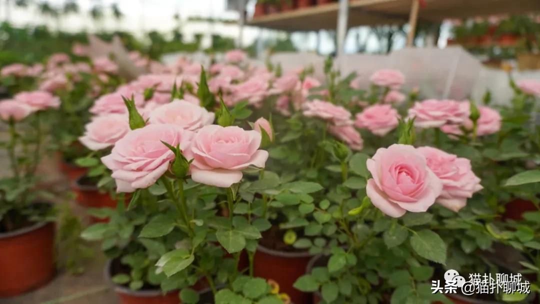 聊城最便宜的花卉批发,聊城附近的花卉市场