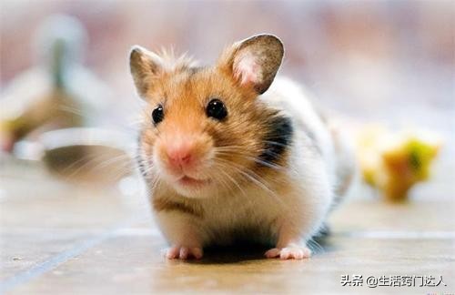 家里有老鼠教你一招全部消灭视频,发现老鼠在家里该怎么消灭它