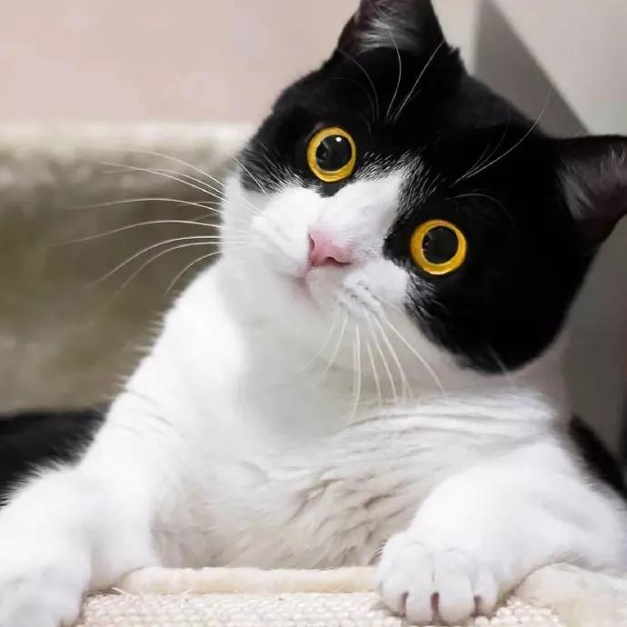 今年最火的抖音头像,抖音最火头像最新