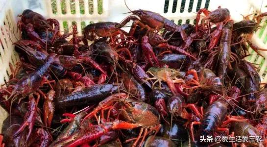 在农村做什么养殖业比较好,在农村适合做什么养殖业