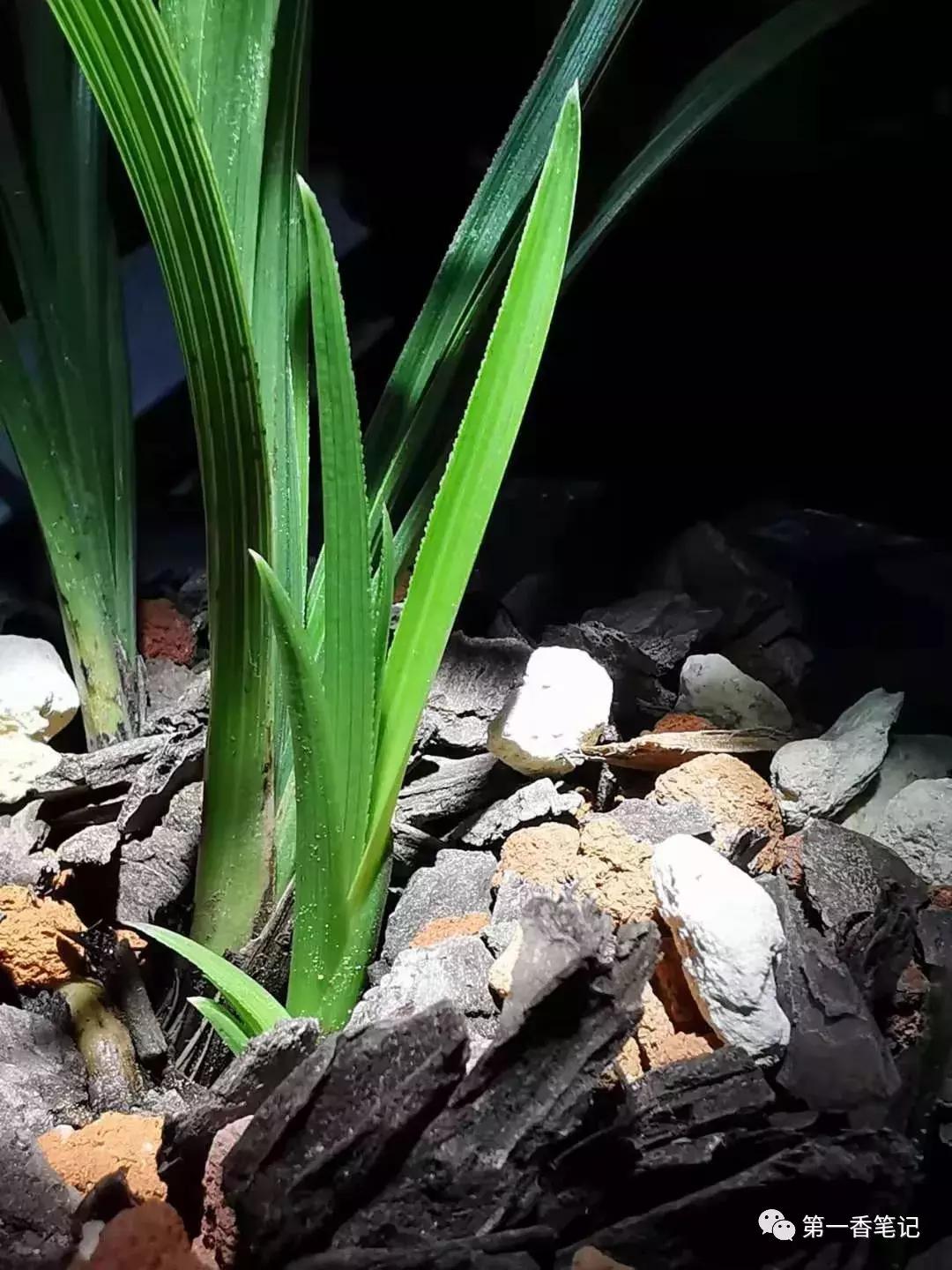 [艺兰频道]一八九：兰花防虫慎用有机磷