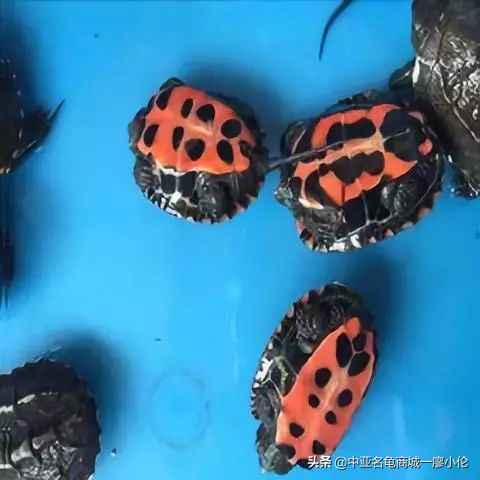 龟市发展史07:被高度爆炒的黑颈龟为何炒爆了?