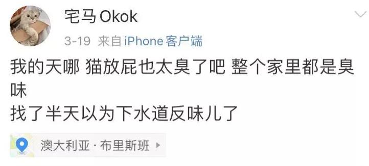 猫咪在床单上拉臭臭,猫咪上了厕所弄得家里很臭