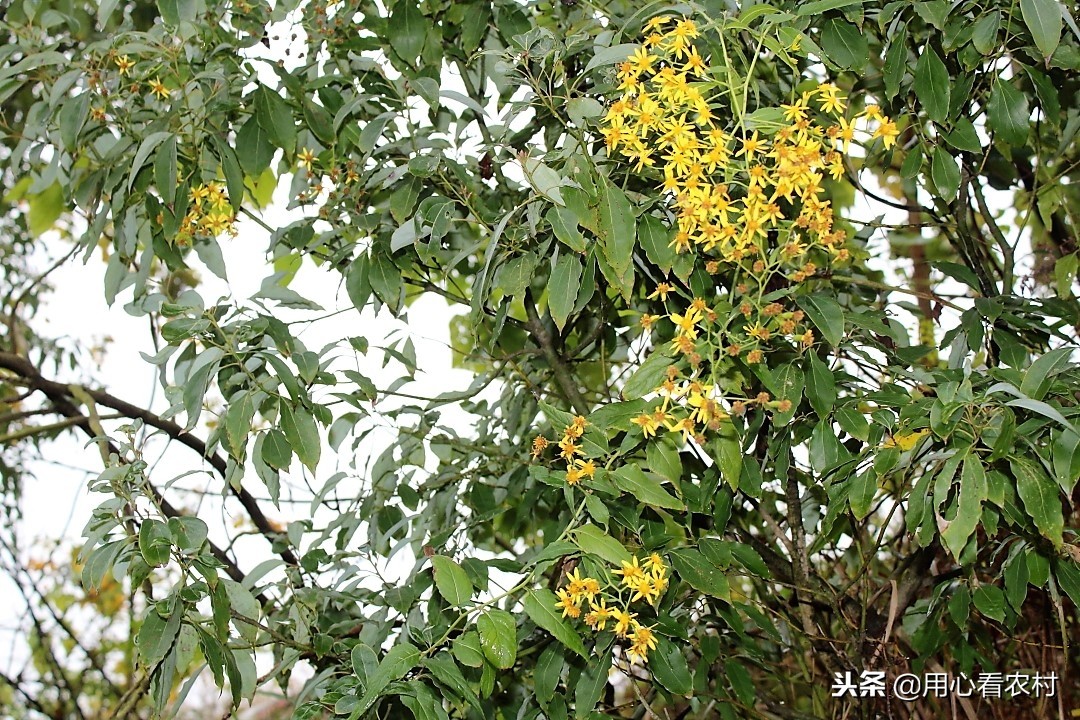 农村遍地的小黄花,农村的小黄花