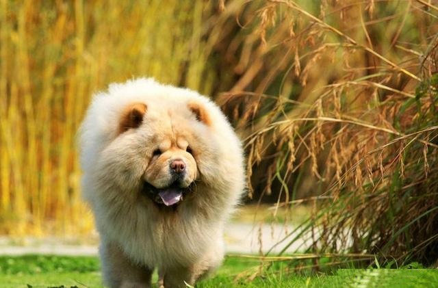 中国各个地方的原生犬,消失的原生犬有哪些