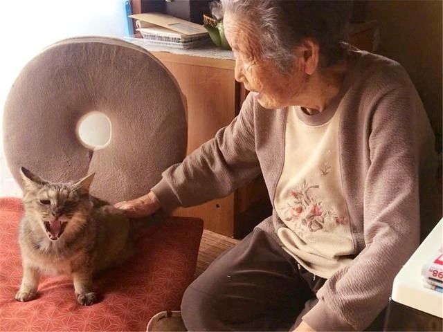 辟谣猫咪真的会记仇吗,猫咪生病怎么给猫咪保暖