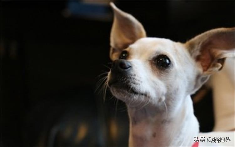 狗狗牙龈的正常颜色及图片,狗狗牙龈处为什么会发红