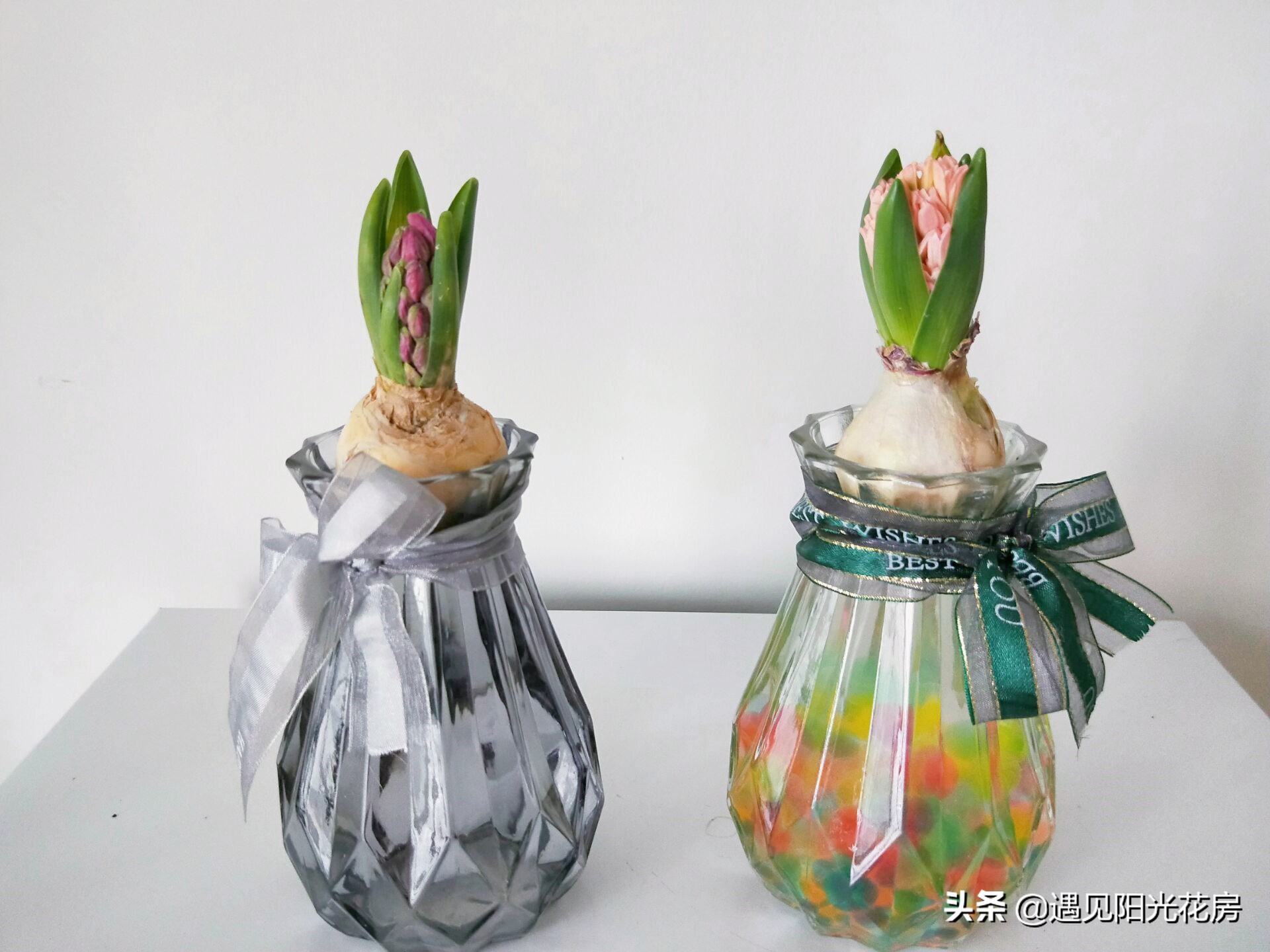 水培风信子种球发霉了怎么办,水培风信子种球开过花后怎么处理